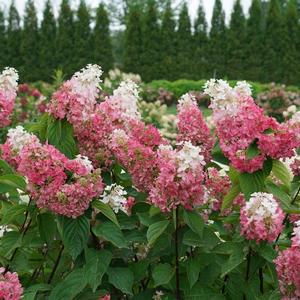 Hydrangea paniculata Pinky Winky Prime&reg;