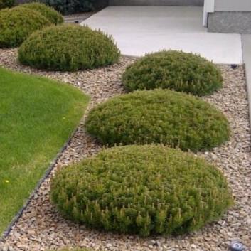 Pinus mugo Slowmound