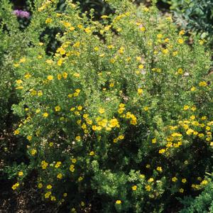Potentilla fruticosa Gold Drop ('Farreri')