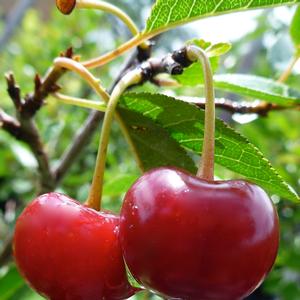 Prunus Juliet