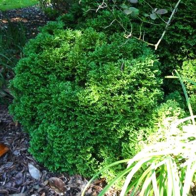 Thuja occidentalis Hetz Midget