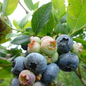 Vaccinium angustifolium Northland