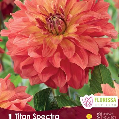 Dahlia Titan Spectra