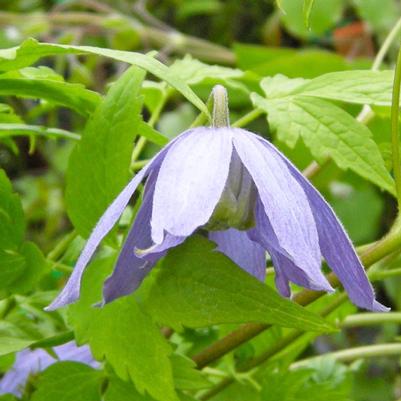 Clematis Alpina Stolwijks Gold