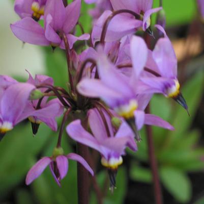 Dodecatheon meadia Lilac