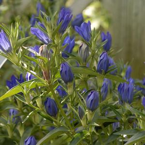 Gentiana True Blue