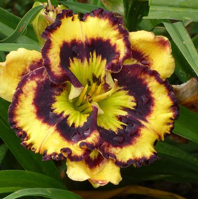 Hemerocallis Pansy Face Charmer