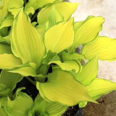 Hosta Dancing Darling