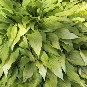 Hosta Time in a Bottle