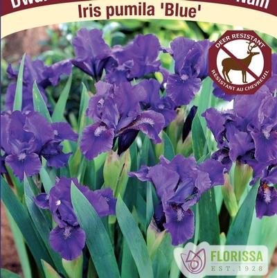 Iris pumila Blue