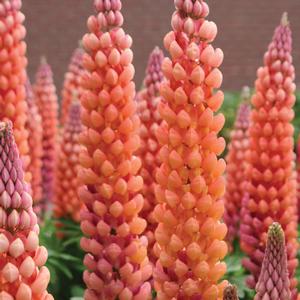 Lupinus polyphyllus Westcountry&trade; Salmon Star