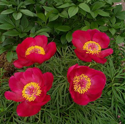 Paeonia tenuifolia Itoba