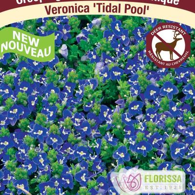 Veronica Tidal Pool
