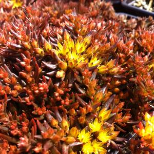 Sedum hakonense Chocolate Ball