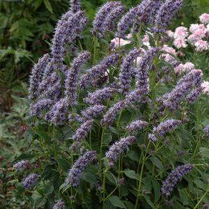 Agastache foeniculum 