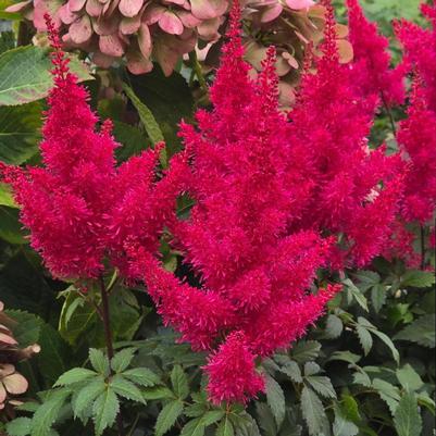 Astilbe Music&trade; Red Drumset
