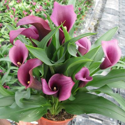Calla Lily Paco