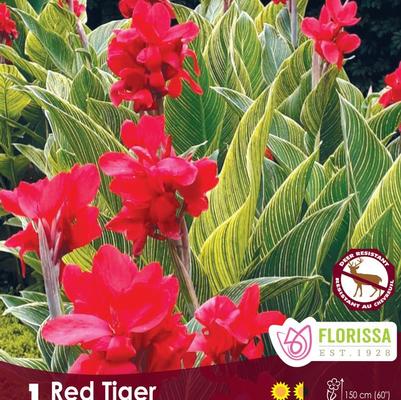 Canna Red Tiger