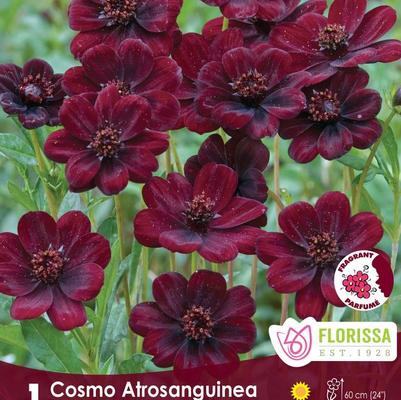 Cosmos Chocolate