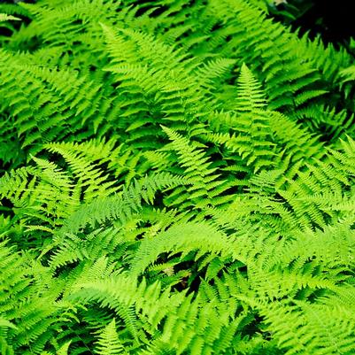 Fern Dennstaedtia punctilobula
