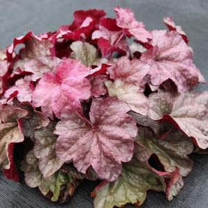 Heuchera Iridescent