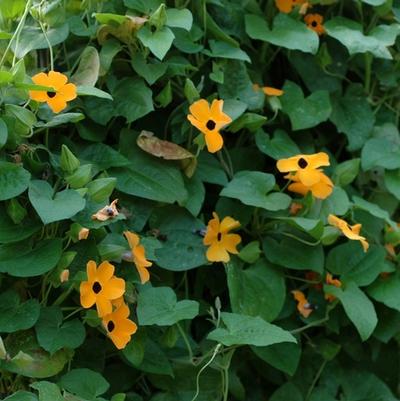 Thunbergia Sunny™ Orange Wonder