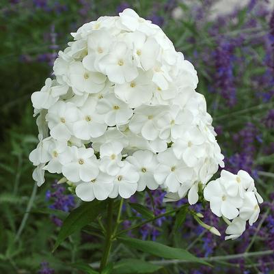 Phlox (per) paniculata David