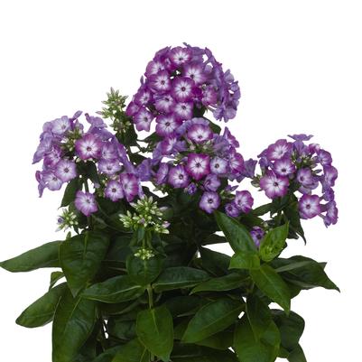 Phlox (per) paniculata Purple Eye