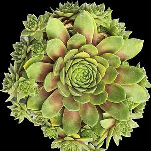 Sempervivum Ruby Lime