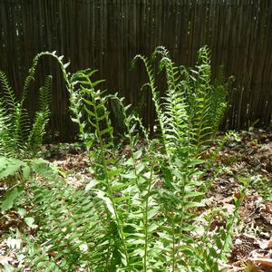 Fern Polystichum acrostichoides 