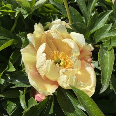 Paeonia Itoh Peony Sonoma Apricot