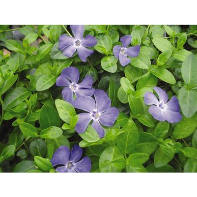 Vinca minor Bowles