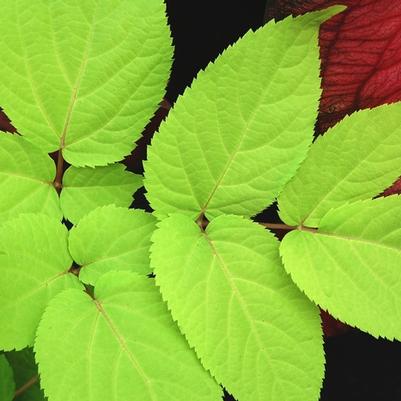 Aralia cordata Sun King