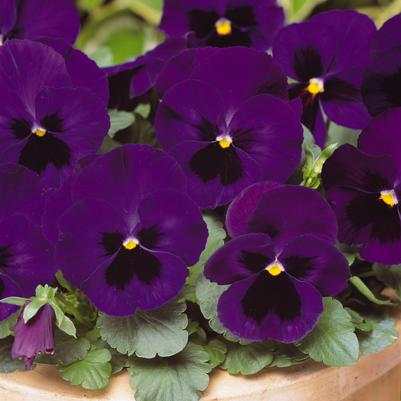 Pansy Delta Premium Blue with Blotch