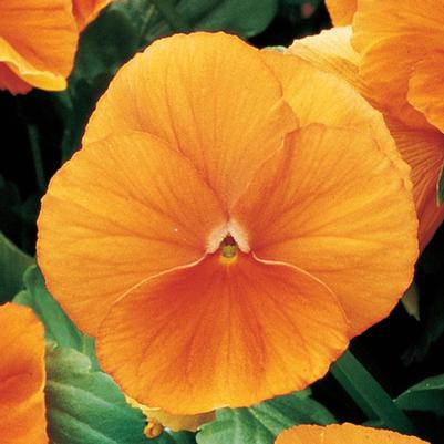 Pansy Spring Matrix® Deep Orange