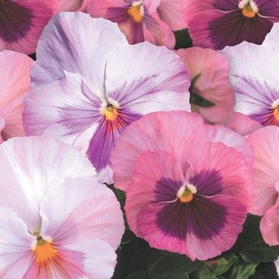 Pansy Spring Matrix® Pink Shades