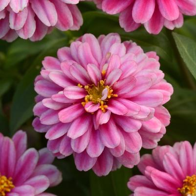 Zinnia Double Zahara™ Raspberry Ripple