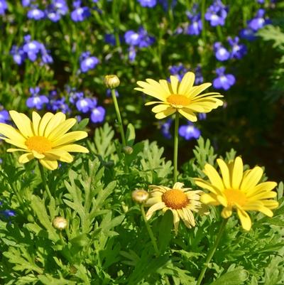 Argyranthemum Beauty Yellow