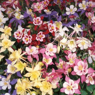 Aquilegia Swan Mix