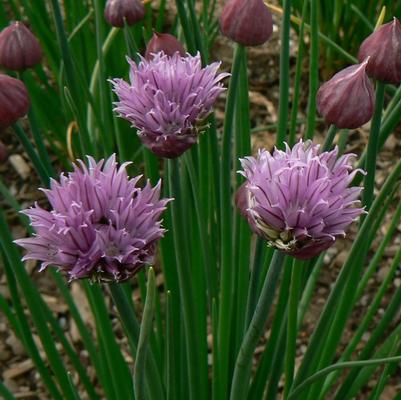 Chives Onion