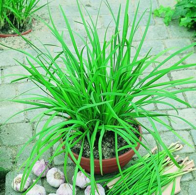 Chives Garlic