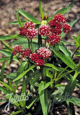 Asclepias incarnata Cinderella