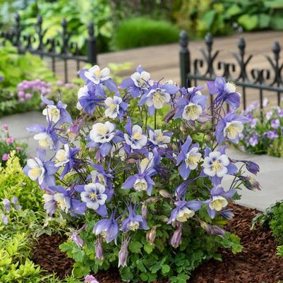 Aquilegia caerulea Earlybird™ Blue & White