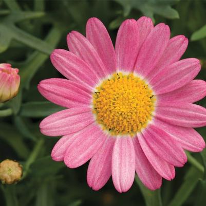 Argyranthemum Sassy® Rose