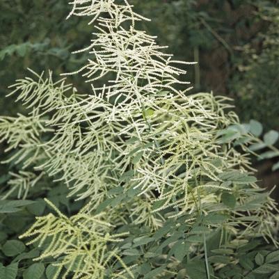 Aruncus dioicus 