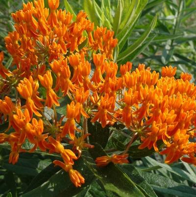 Asclepias tuberosa 