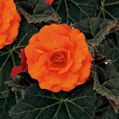 Begonia Nonstop® Mocca Deep Orange