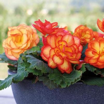 Begonia Fire