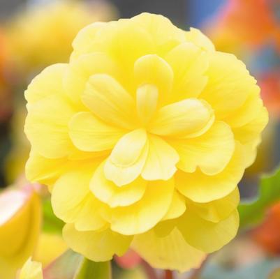 Begonia Illumination® Lemon