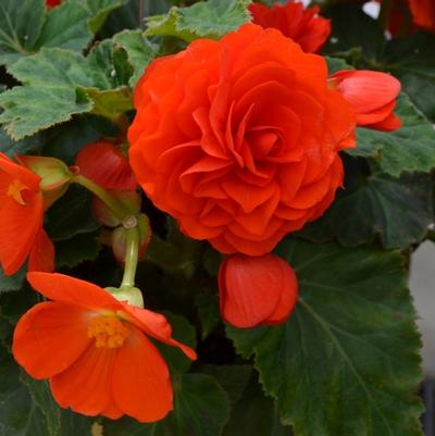 Begonia Nonstop® Orange